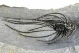 Rare, Spiny Heliopeltis Trilobite - Large Example #382822-2